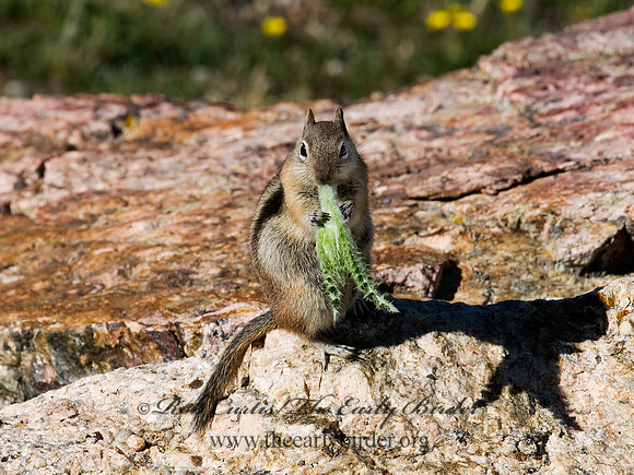 Callospermophilus lateralis  GOLDEN MANTLED SQUIRREL 7010644z