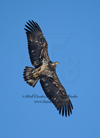 Haliaeetus leucocephalus  BALD EAGLE 8000224z