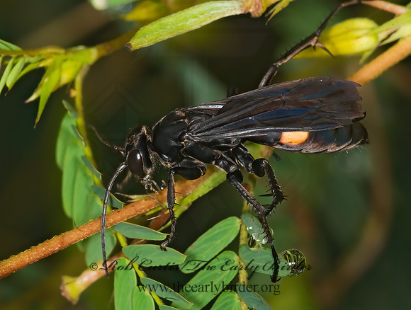 Anoplius semicinctus  SPIDER WASP 6013675z