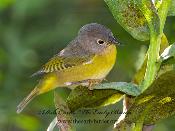 Oreothlypis ruficapilla  NASHVILLE WARBLER 9004182-1 z