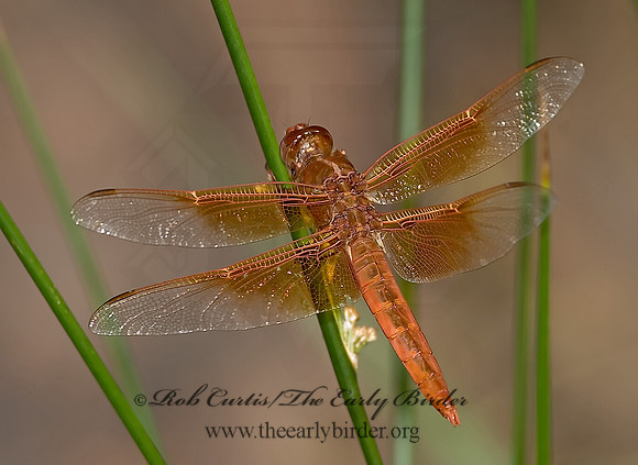 Libellula saturata 6026502 M