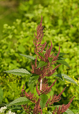 Amaranthus  AMARANTH 8017951z