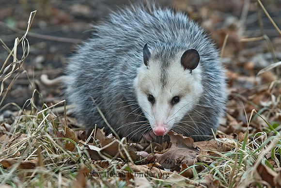 Didelphis virginiana  VIRGINIA OPOSSUM 5017625z