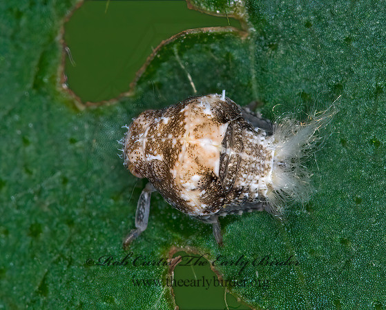 Acanalonia bivittata 6008047z