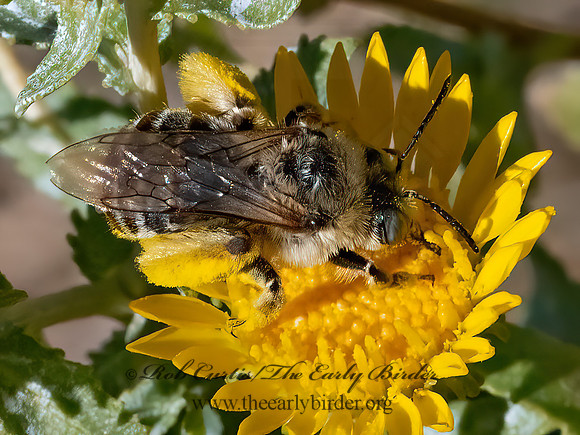 Melissodes  LONGHORN BEE 3025724z