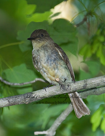 Contopus virens  EASTERN WOOD PEWEE 6006826z