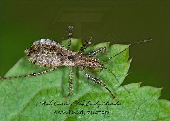 Hoplistoscelis pallescens 6014213z