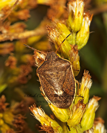 Holcostethus limbolarius 199903z