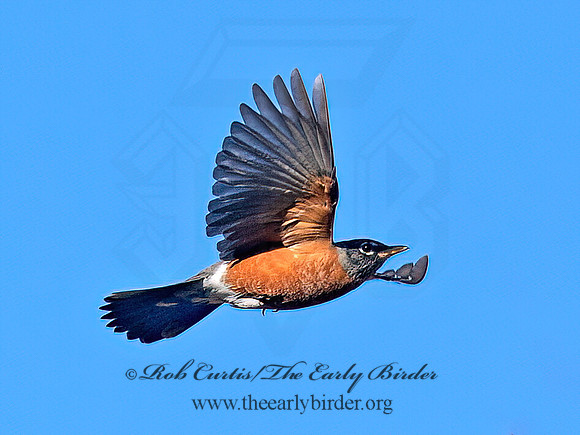 Turdus migratorius  AMERICAN ROBIN 6037404z