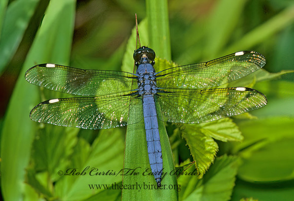 Libellula cyanea SPANGLED SKIMMER 277626 Mz
