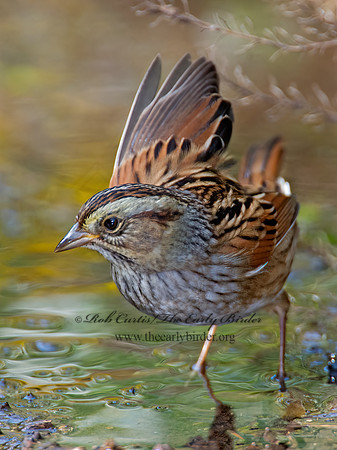 Melospiza georgiana  SWAMP SPARROW 9005488z