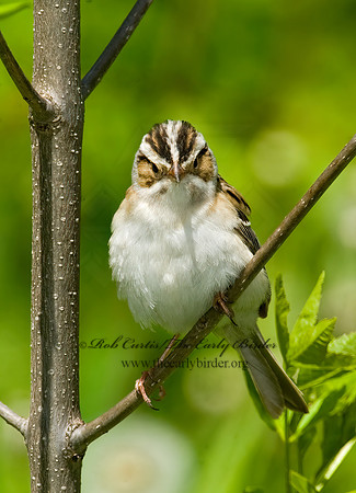 Spizella pallida  CLAY-COLORED SPARROW 8013114z
