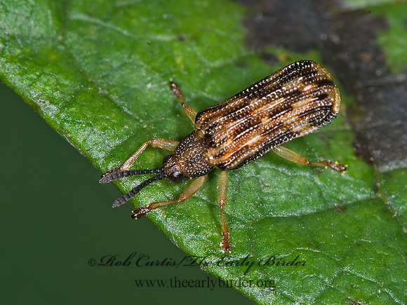 Sumitrosis inequalis HISPINE LEAF BEETLE 6015010z
