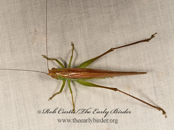 Conocephalini  MEADOW KATYDID 9049430z