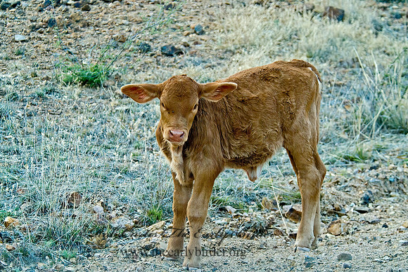 Bos taurus  CATTLE 4003517z