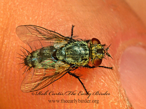 Voriini  TACHINID FLY 178306z