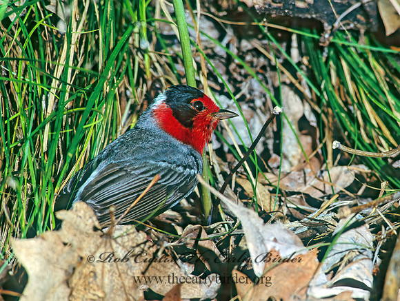 Cardellina rubifrons  RED-FACED WARBLER 76603z
