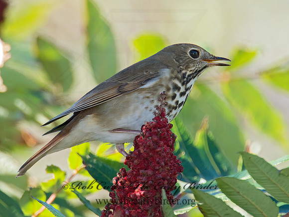 Catharus guttatus  HERMIT THRUSH 9014992z