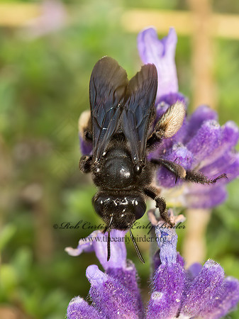 Melissodes bimaculatus  2-SPOTTED LONGHORN BEE 9050780z