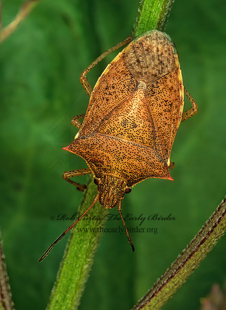 Euschistus servus or variolarius  STINKBUG 178136z
