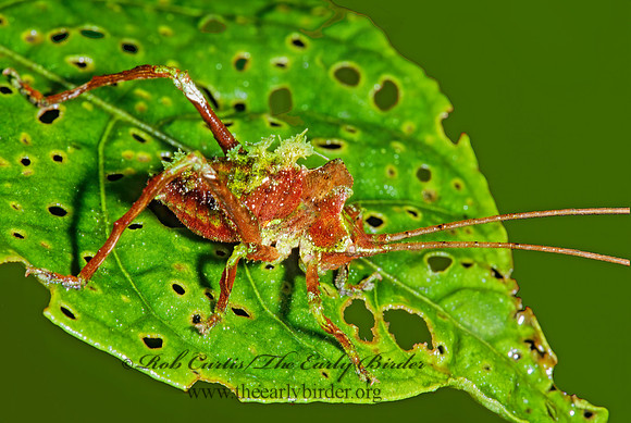Mimetica  NEOTROPICAL LEAF KATYDID 198404z