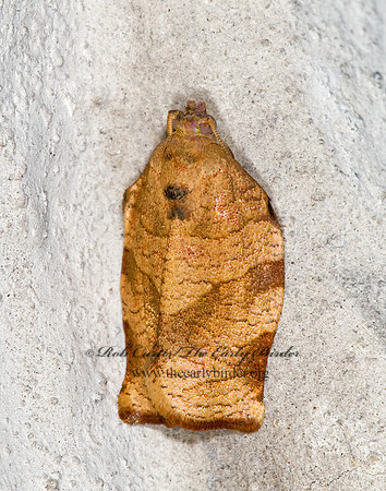 Choristoneura rosaceana OBLIQUE-BANDED LEAFROLLER 6013057z
