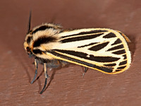 Apantesis virguncula LITTLE VIRGIN TIGER MOTH 3013953z