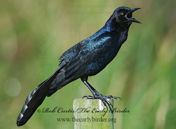 Quiscalus mexicanus  GREAT-TAILED GRACKLE 7003547z