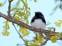 Dendroica caerulescens BLACK-THROATED BLUE WARBLER 5006647z