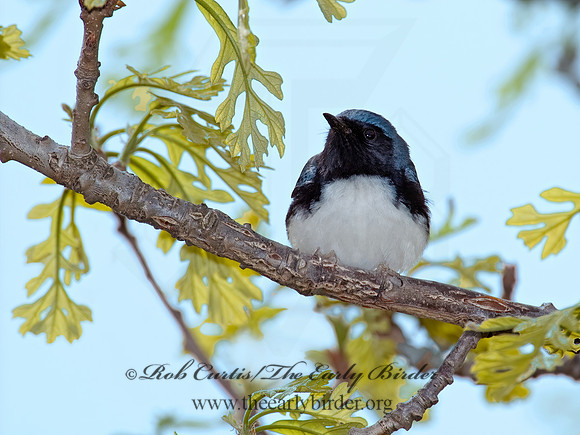 Dendroica caerulescens  BLACK-THROATED BLUE WARBLER  5006647z