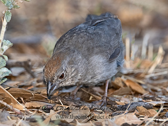 Melozone fuscus  CANYON TOWHEE 3037214z