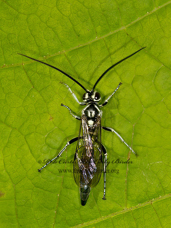 Coelichneumon pulcher   HERSIARCHINI ICHNEUMON WASP 9031795z