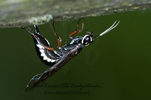 Xiphydria maculata 5008426z
