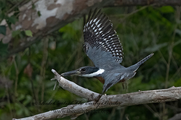 Ceryle torquata  RINGED KINGFISHER 3036130z