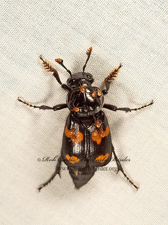 Nicrophorus orbicollis  ROUNDNECK SEXTON BEETLE 9049913z