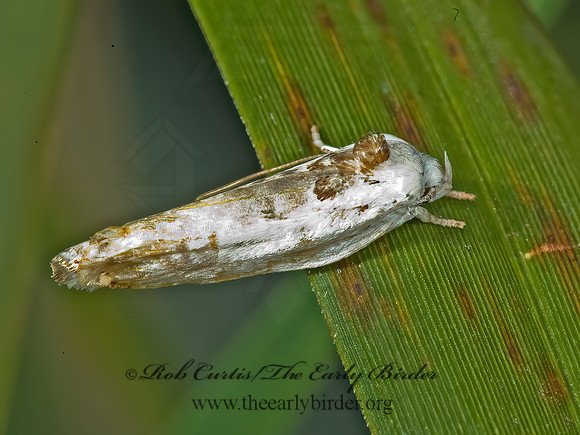 Antaeotricha schlaegeri SCHLAEGER'S FRUITWORM MOTH  5012855z