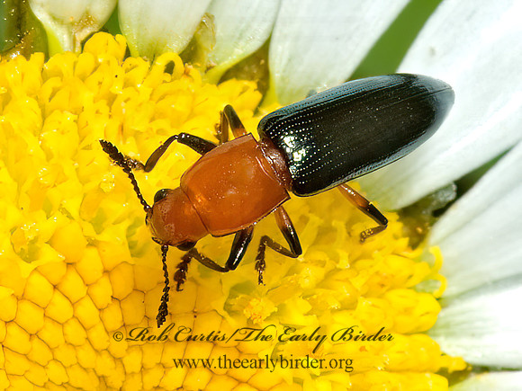 Languria mozardi 5010208 z
