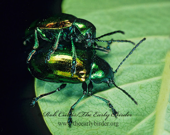 Chrysochus auratus 77515z