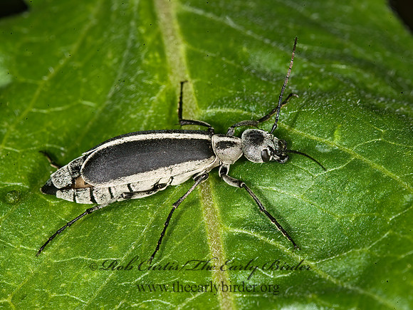 Epicauta pestifera 8007779z