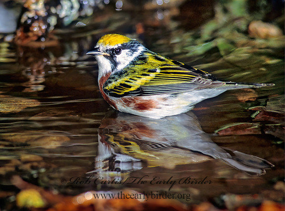 Setophaga pennsylvanica  CHESTNUT-SIDED WARBLER 192910z