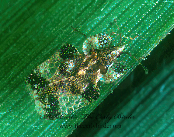 Corythucha mollicula  LACE BUG~ 177837z