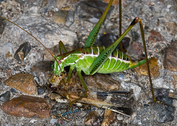 Dichopetala brevihastata  COMMON SHORT-WING KATYDID   6024288z