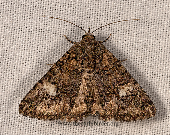 Heteranassa mima  OWLET MOTH 3033225z