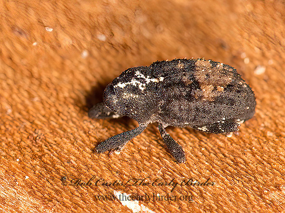 Cophes obtentus  HIDDEN SNOUT WEEVIL 9042060z