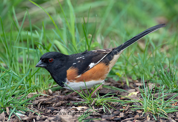 Pipilo erythrophthalmus  EASTERN TOWHEE 9000180z