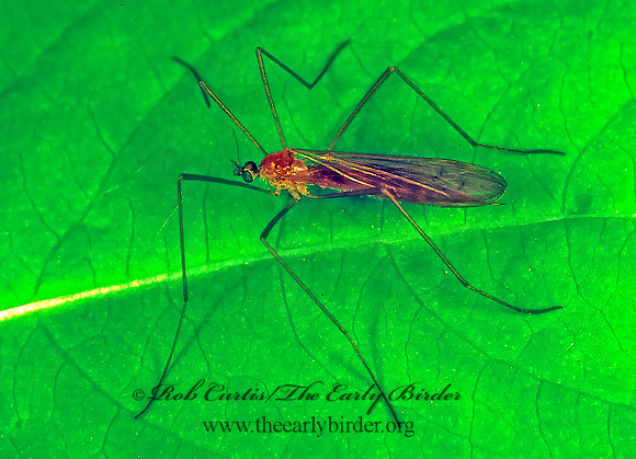 Dicranoptycha  LIMONIID CRANE FLY 290617 spz