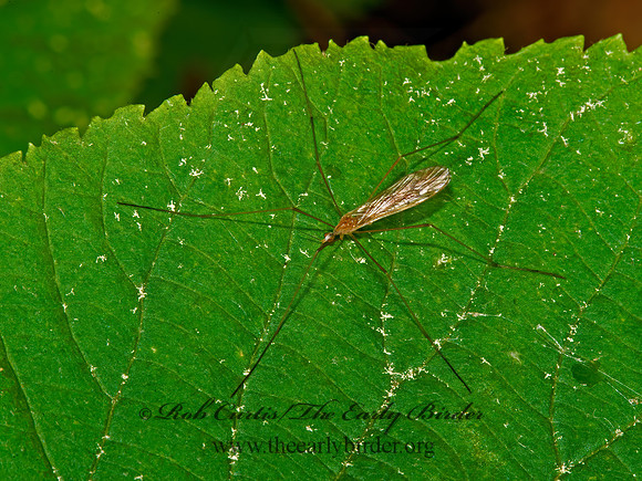 Dicranoptycha sp~  CRANE FLY 9031700z