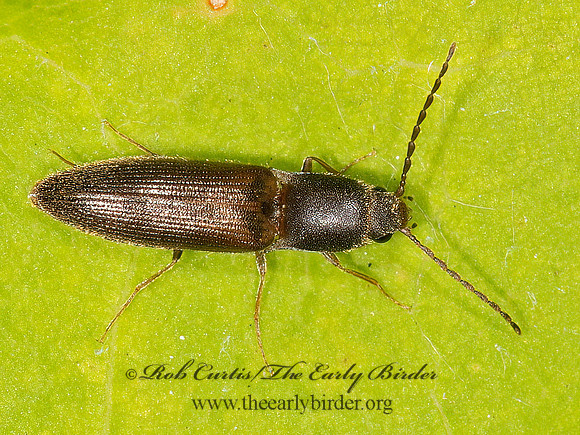 Dolerosomus silaceus  ELATERINI CLICK BEETLE 9032377z