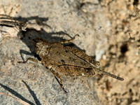 Paratettix cucullatus HOODED GROUSE LOCUST 9049503z
