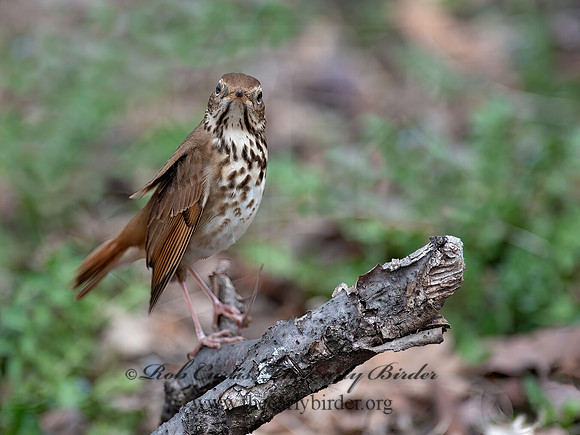 Catharus guttatus  HERMIT THRUSH 8035285z